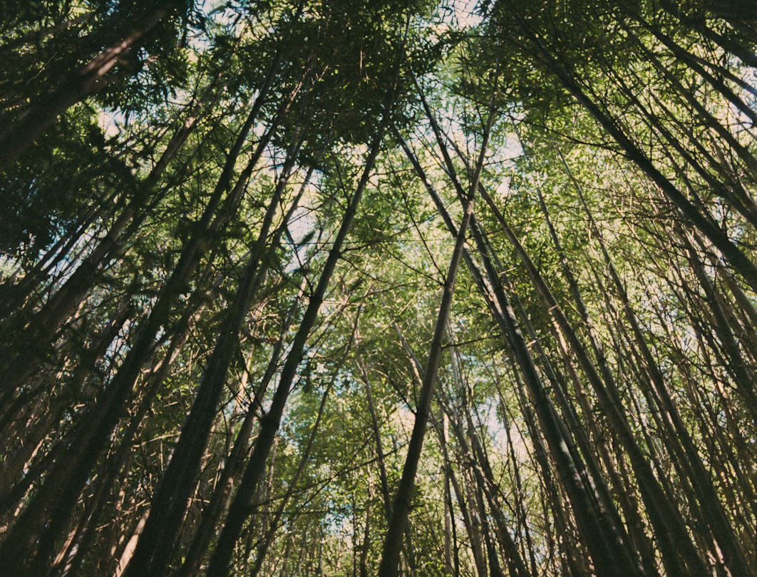 Coit Tower: Elevate Your Perspective
