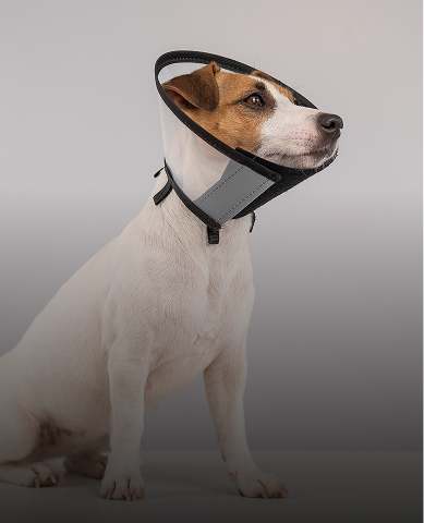 pet-care