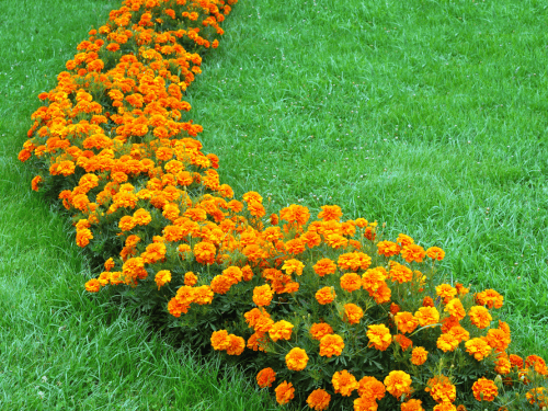Flower Bed design and Installation in Houston