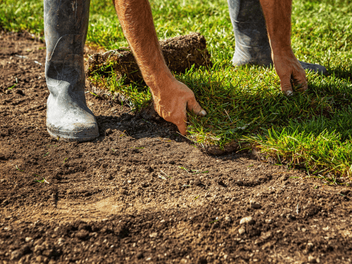 Conroe Sod Installation