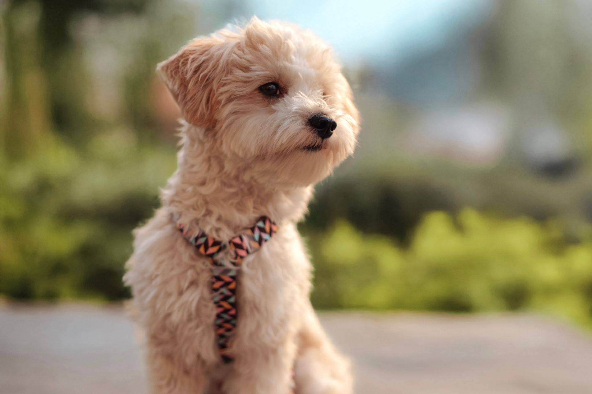 Puppies Bergen county, NJ