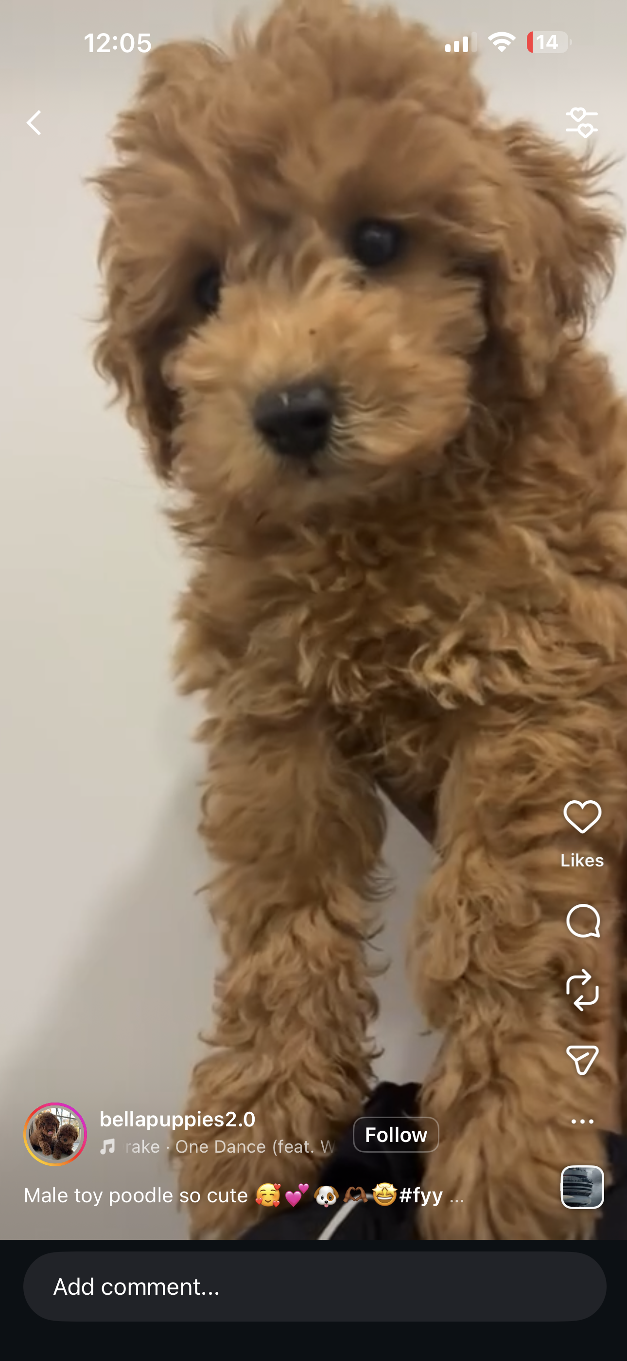 Puppy Yoga Bergen county, NJ