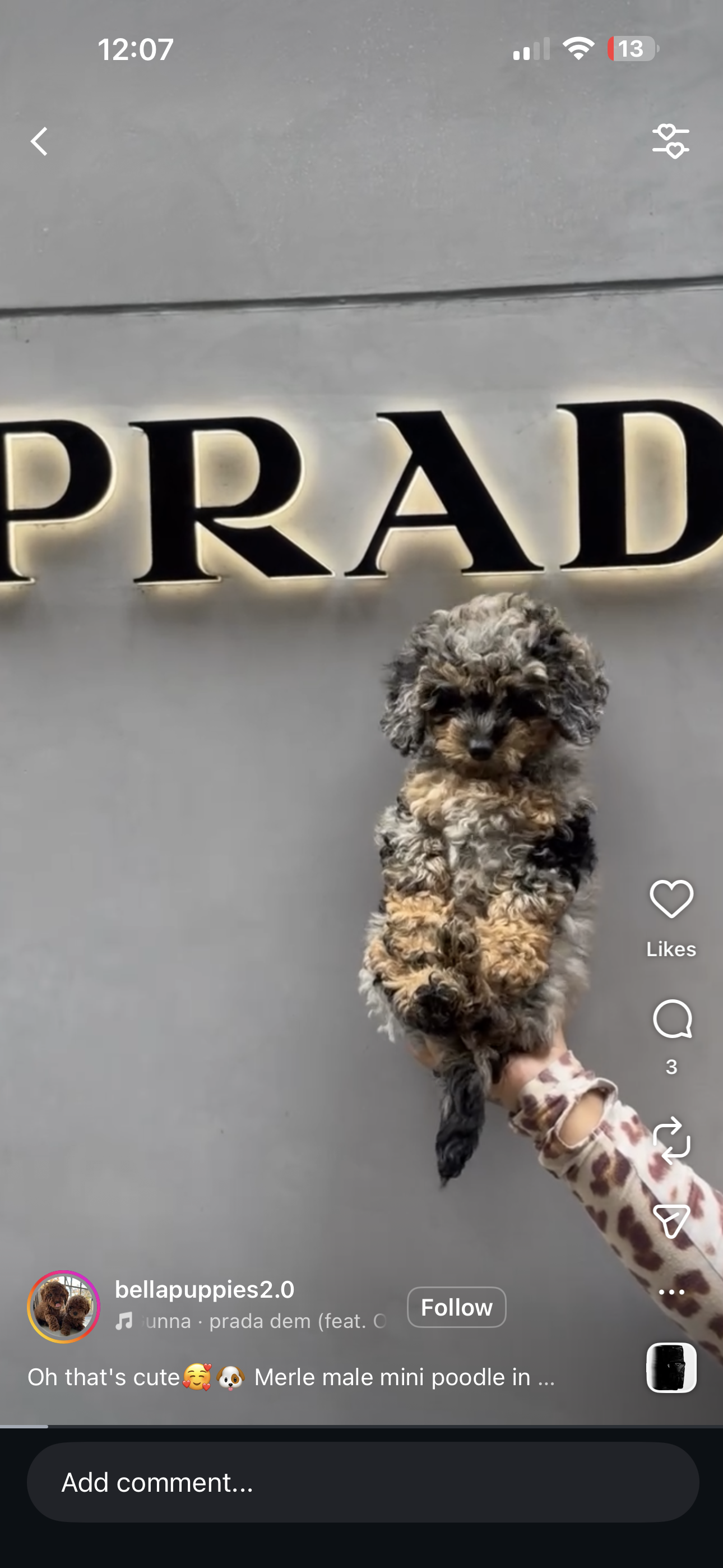 Puppy Events & Parties Bergen county, NJ