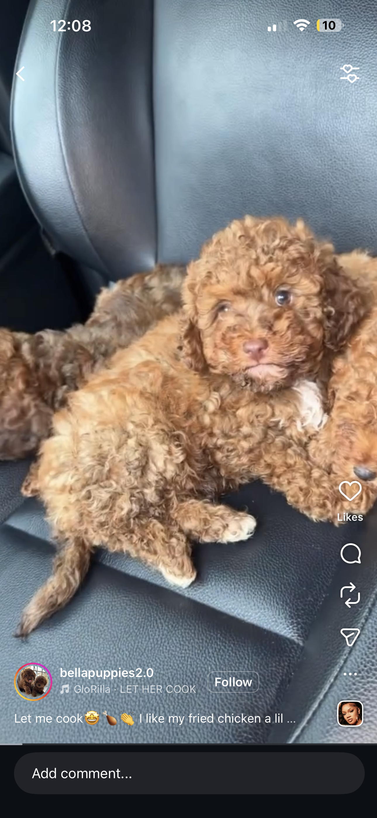 Puppy Therapy Bergen county, NJ