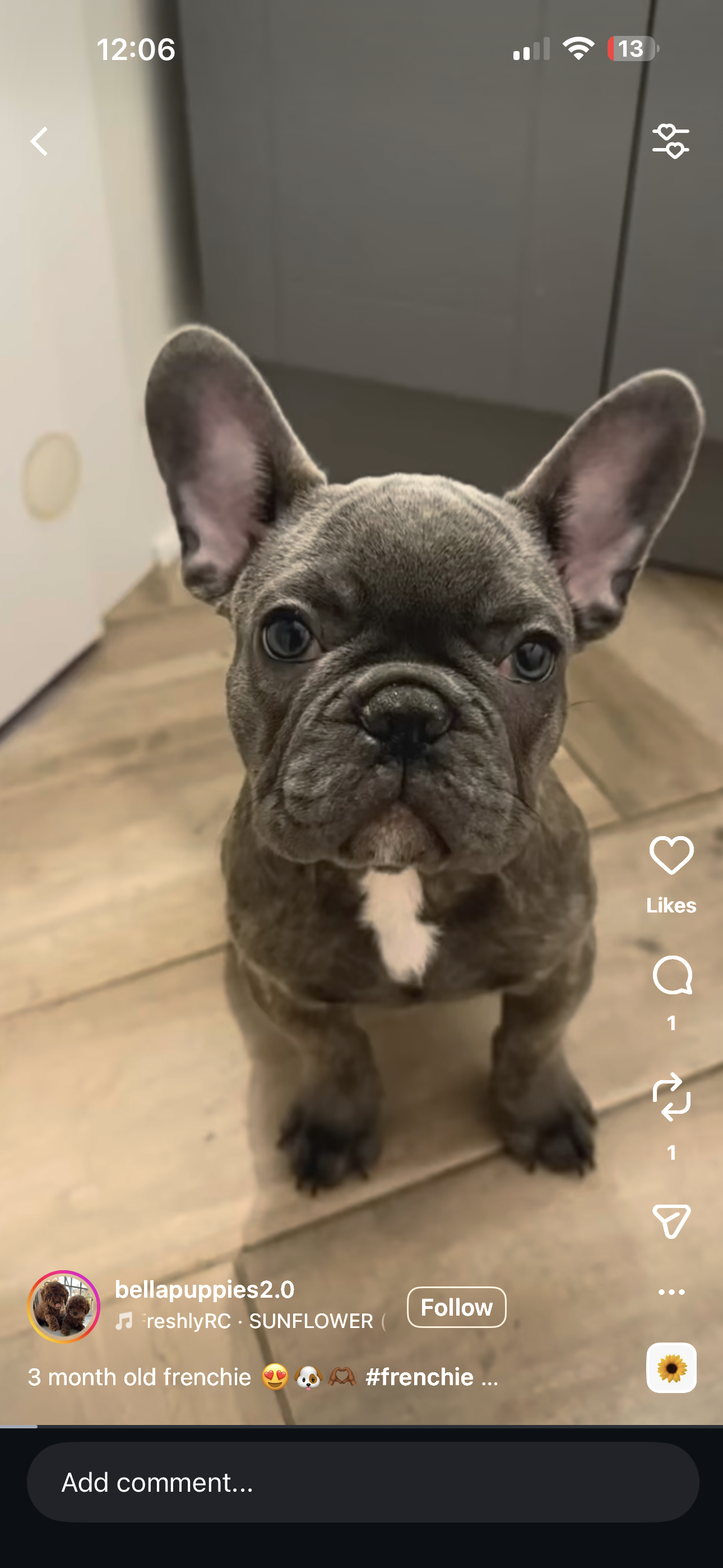 White plains, NY Puppy Yoga