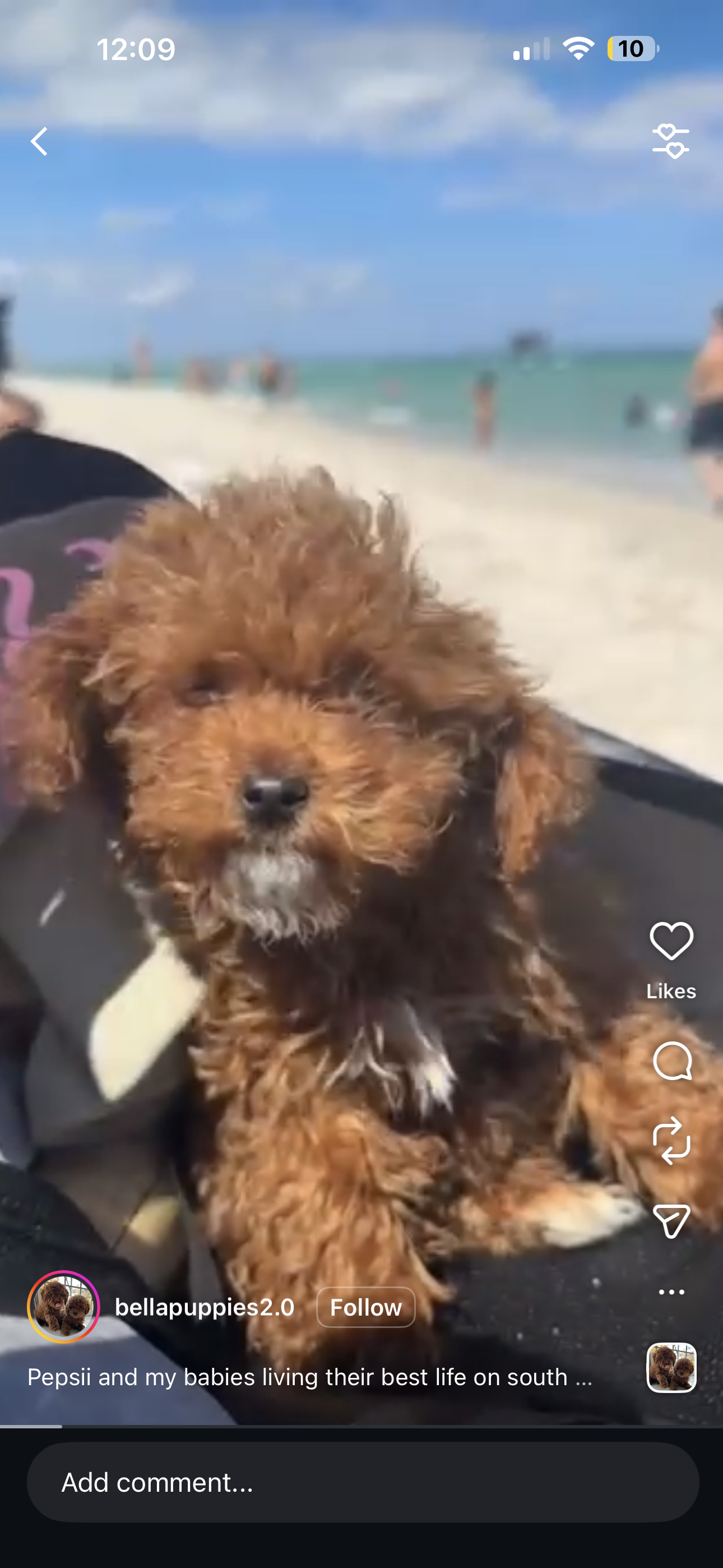 Puppy Yoga Bergen county, NJ
