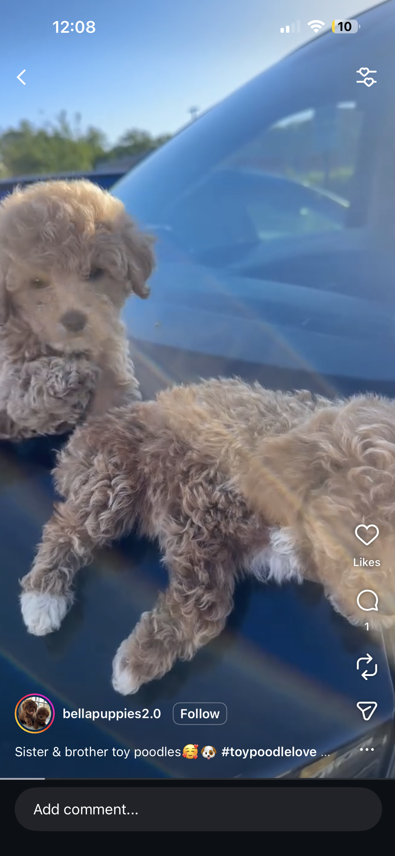 Puppy Therapy Bergen county, NJ