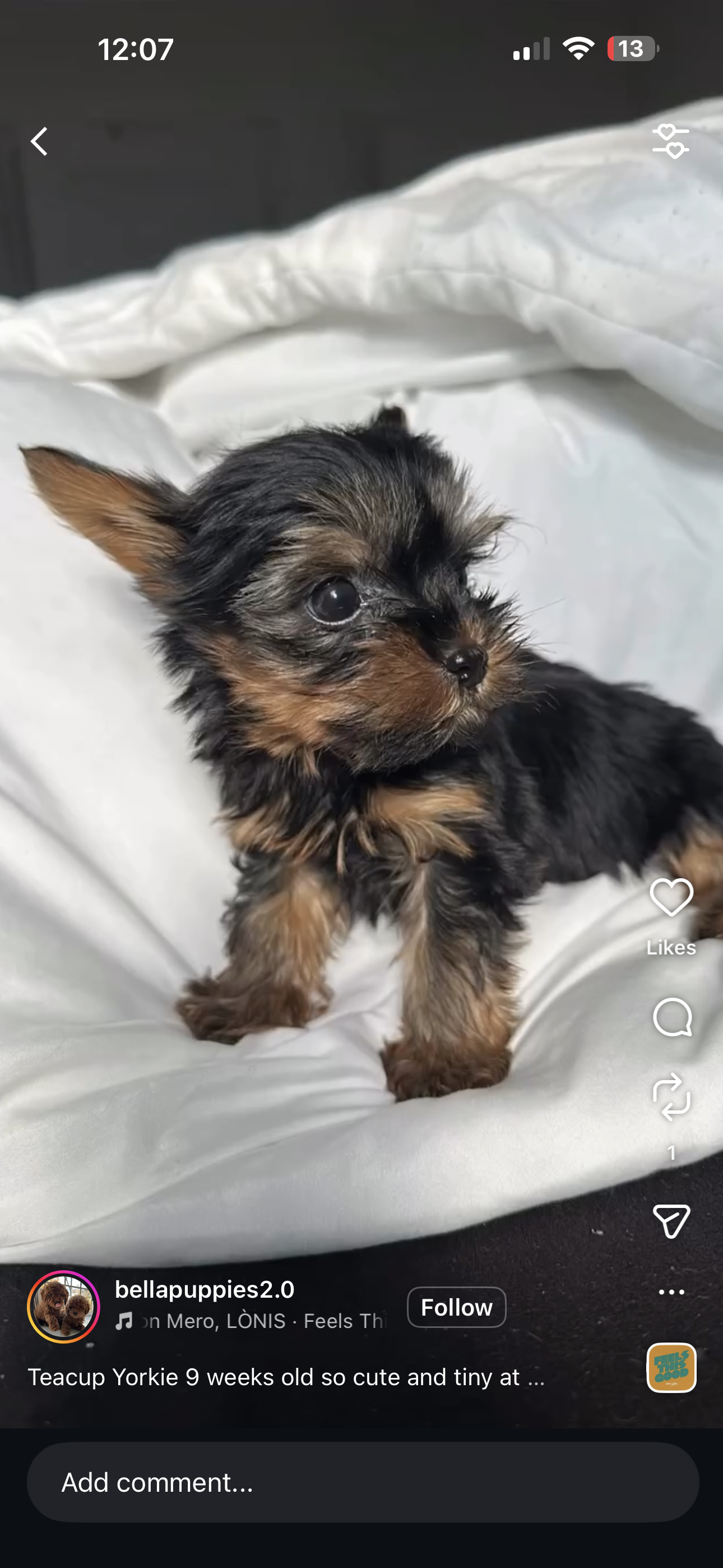 Adopt a Puppy Bergen county, NJ