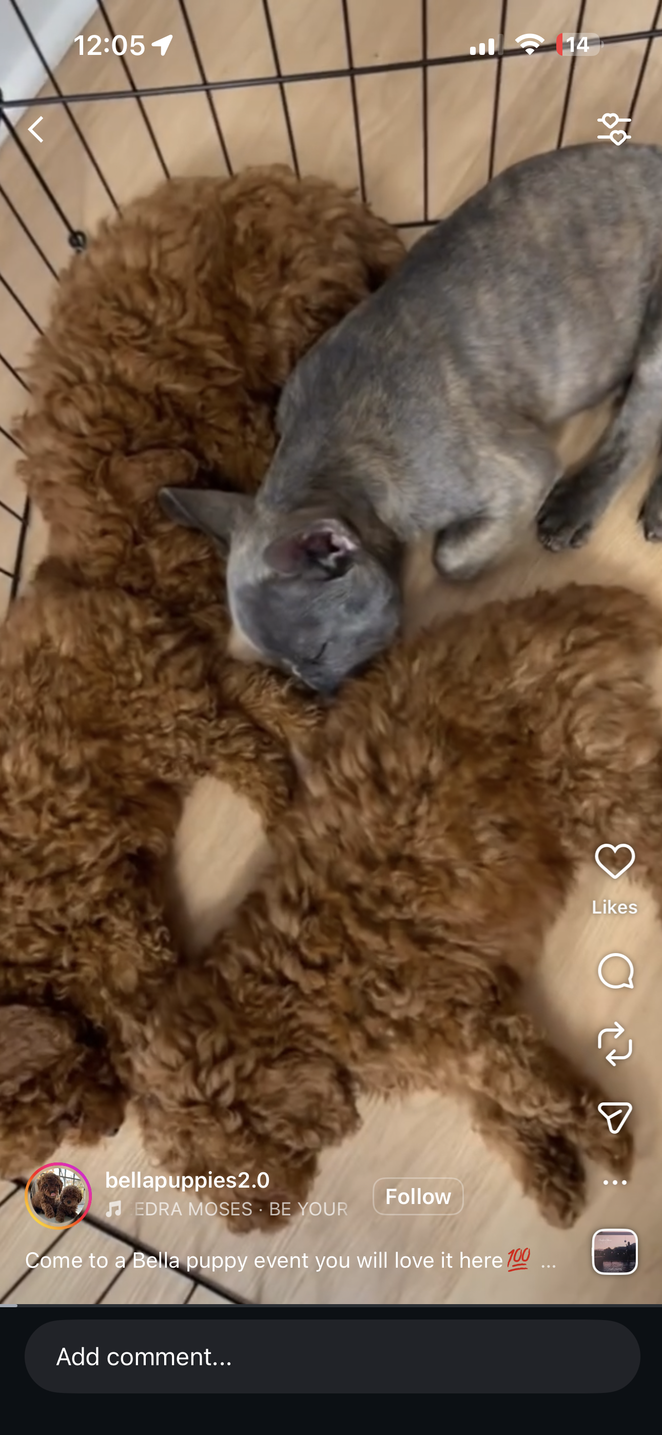 Puppy Therapy Bergen county, NJ