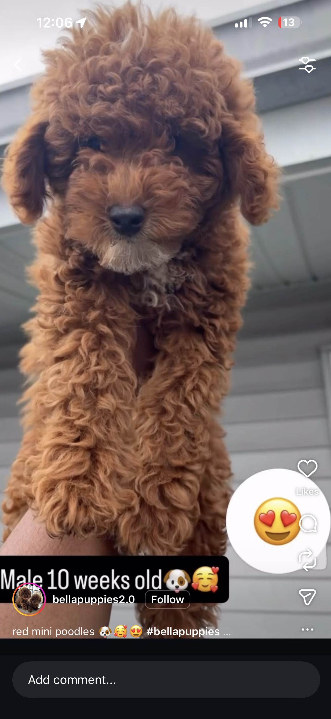 Long Island City, NY Adopt a Puppy