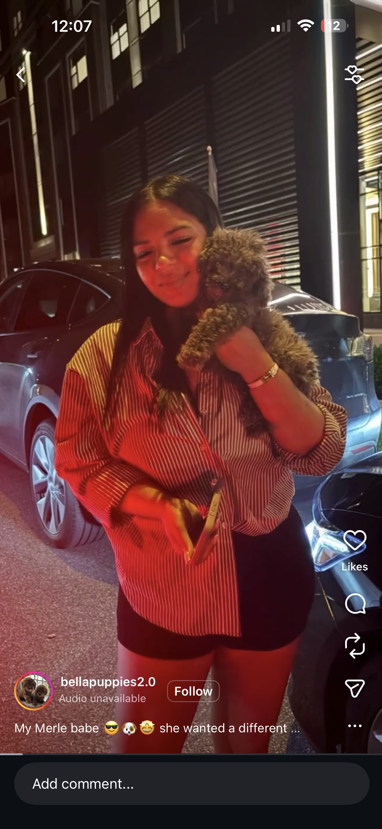  Puppy Events & Parties