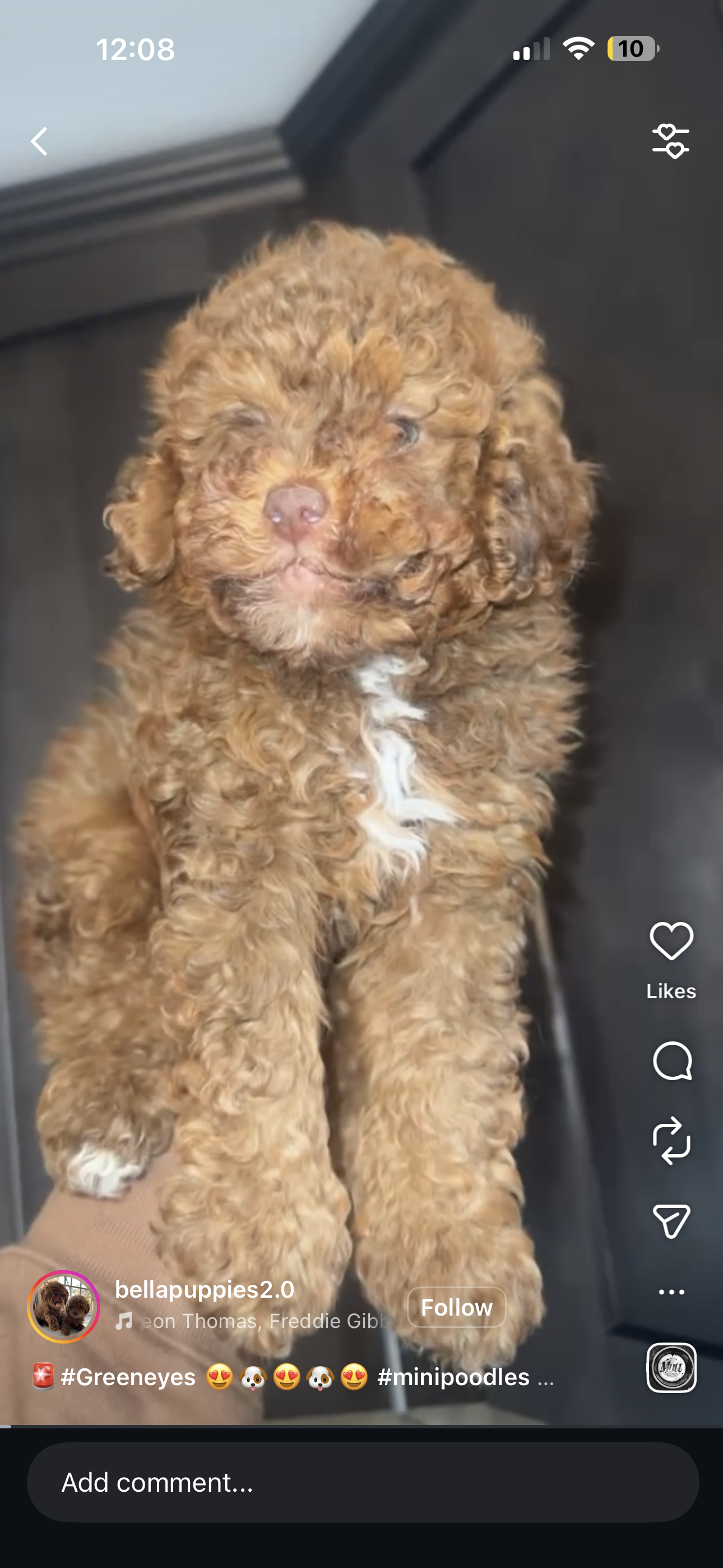 Adopt a Puppy Bergen county, NJ