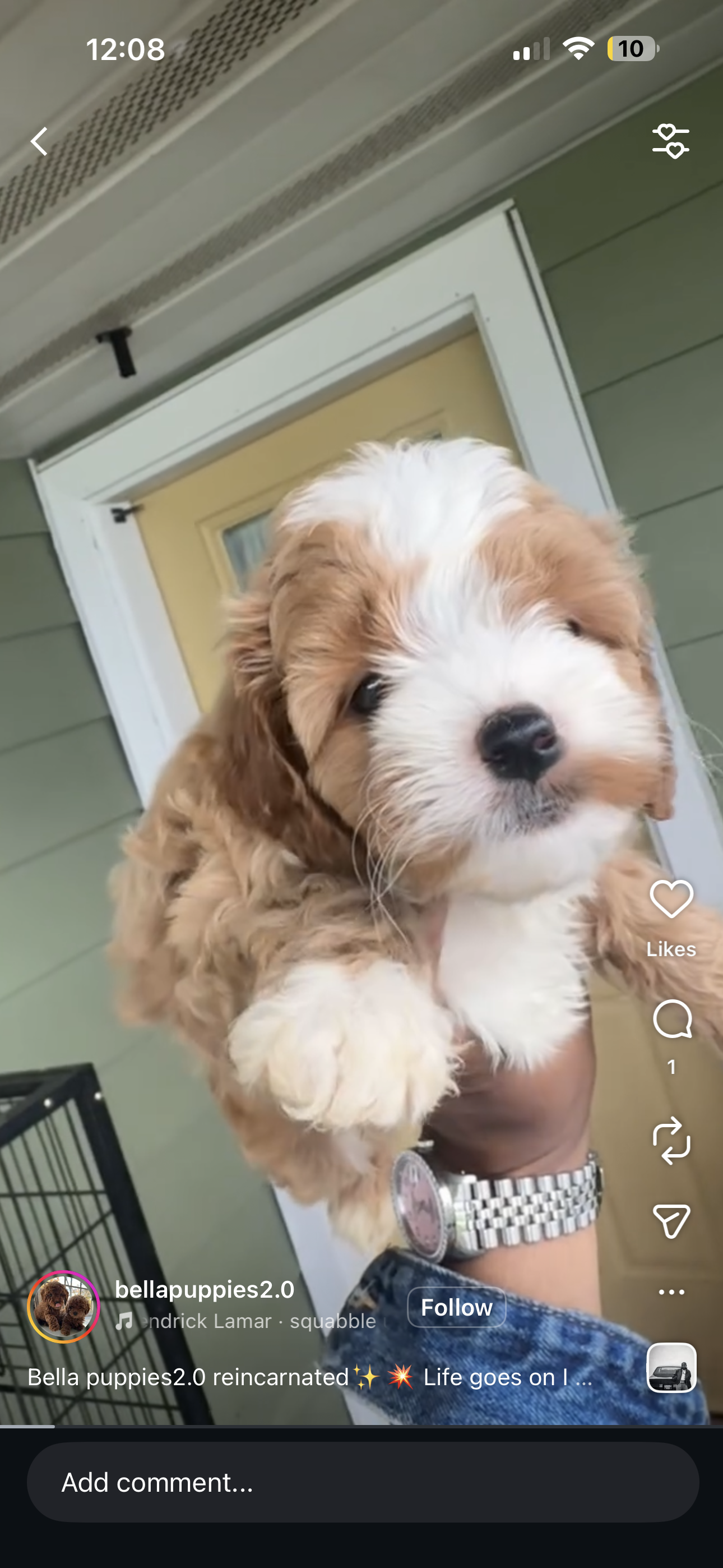 Puppy Events & Parties 