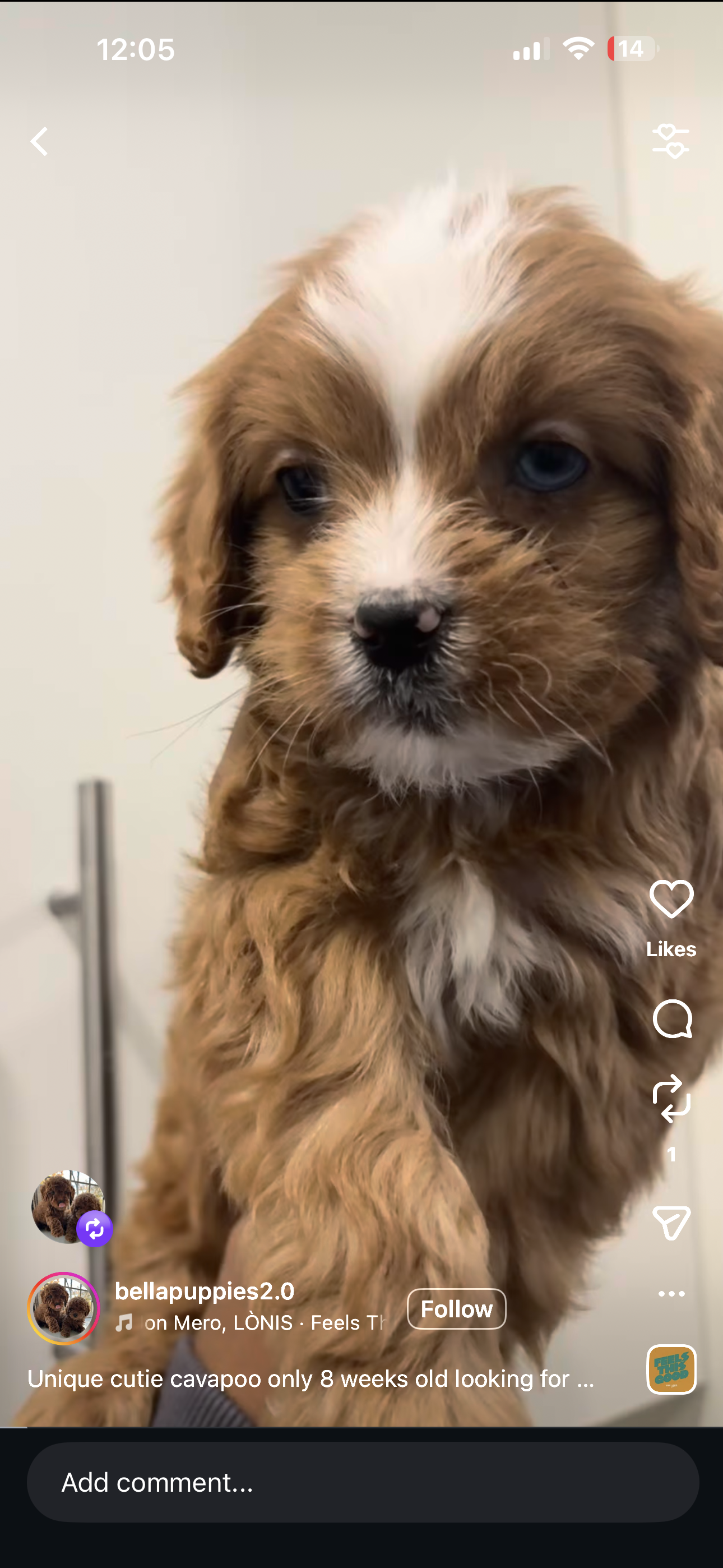 Manhattan, NY Adopt a Puppy