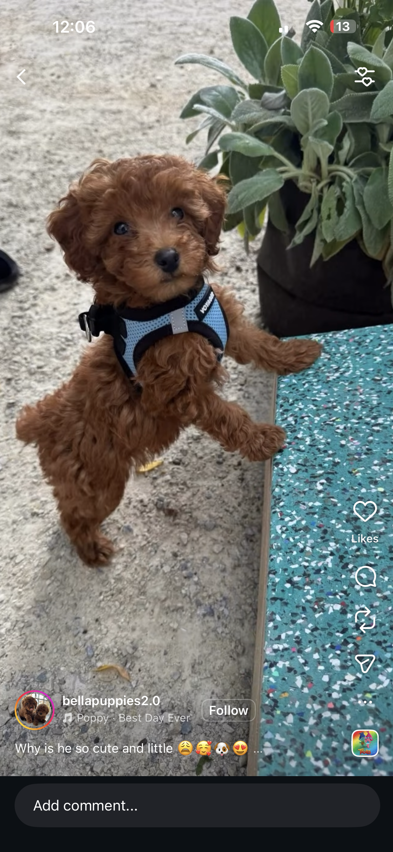 Puppy Yoga Bergen county, NJ