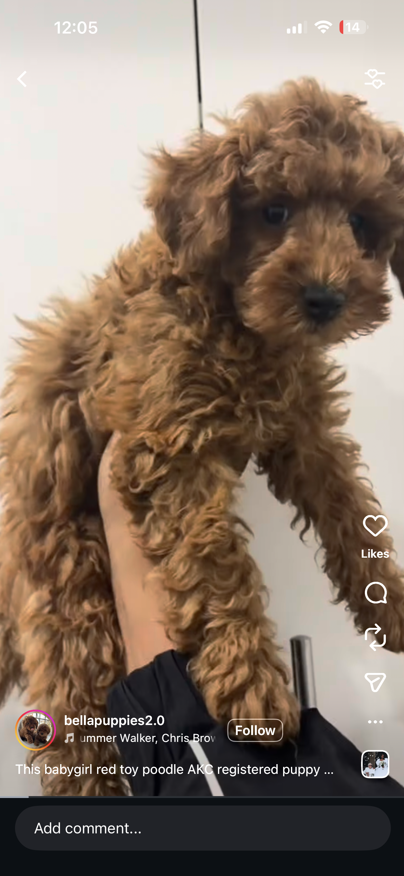 Long Island City, NY Puppy Yoga