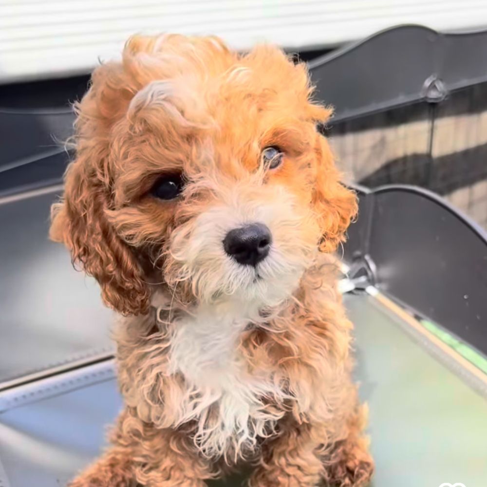 Adopt a Puppy in Bergen county, NJ