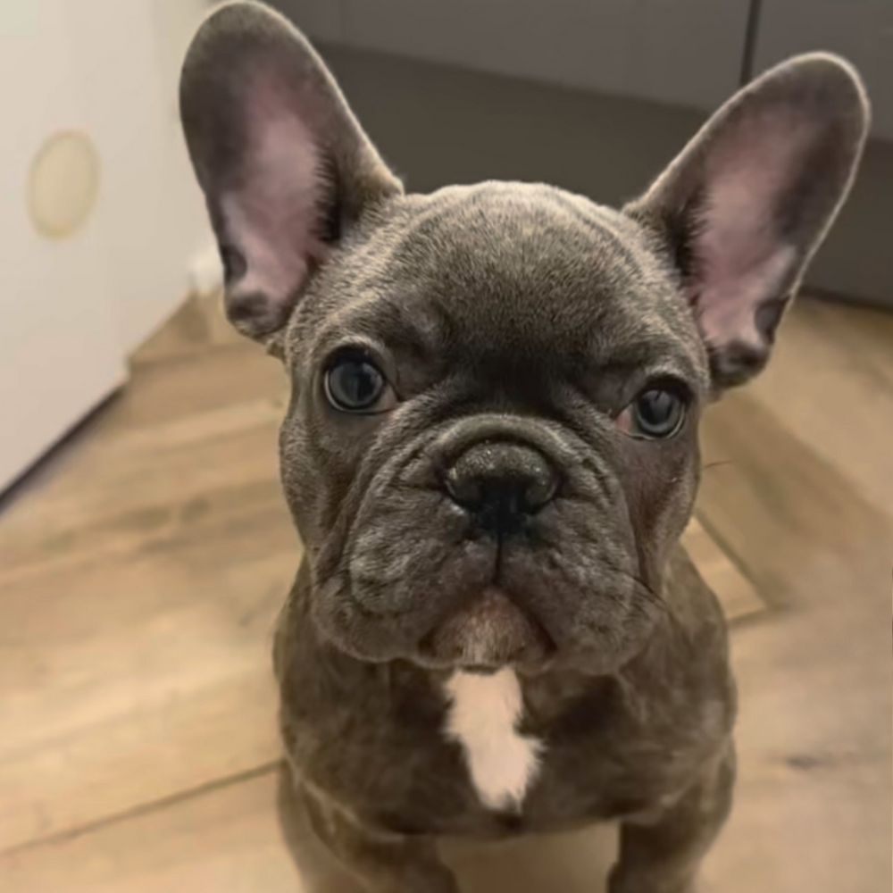 Puppy Events & Parties