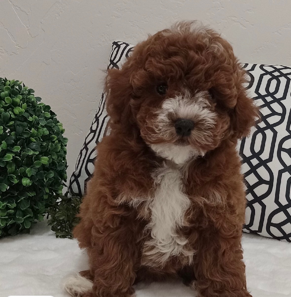 {{ custom_values.service_1 }} in {{custom_values.biz_area_1})