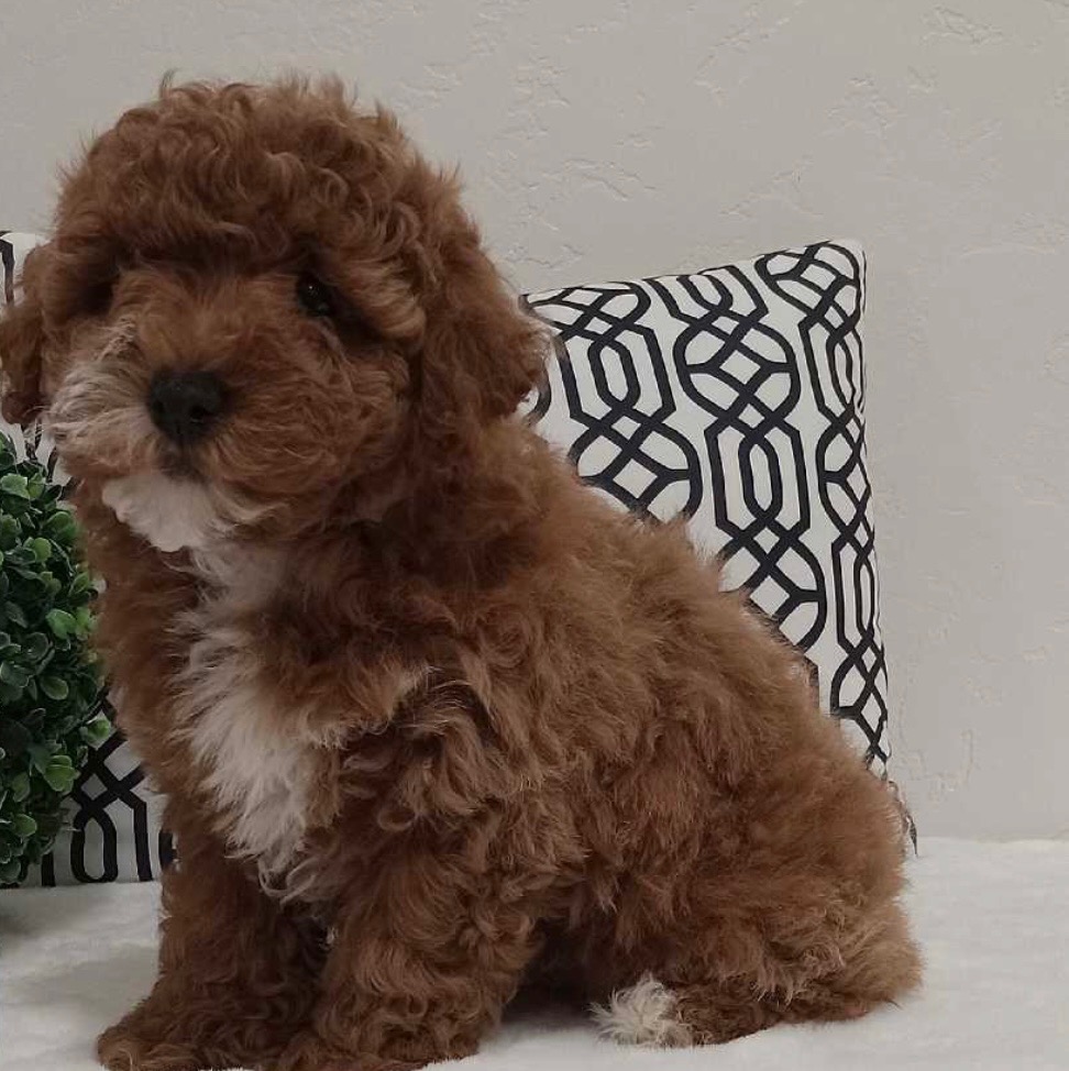 Puppy Events & Parties in Bergen county, NJ