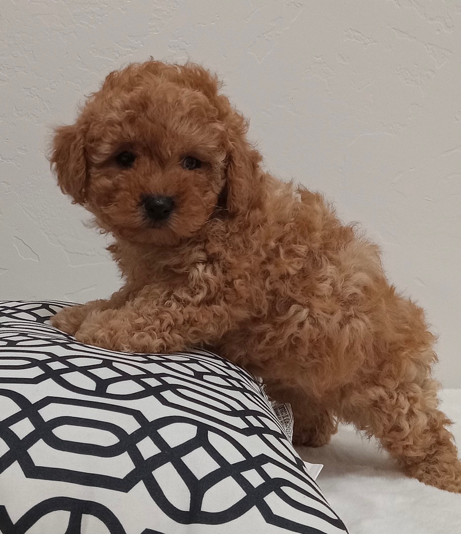 Puppy Yoga in Bergen county, NJ