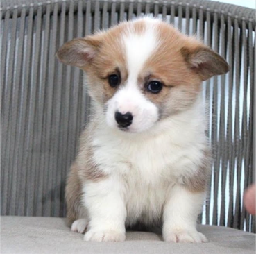 Puppy Therapy in Bergen county, NJ