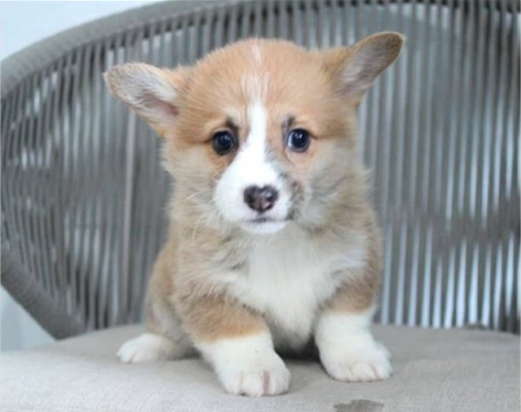 Puppy Therapy in Bergen county, NJ