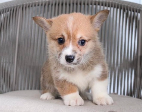 Puppy Therapy in Bergen county, NJ