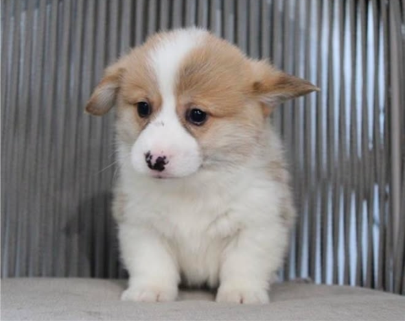 Puppy Therapy in Bergen county, NJ