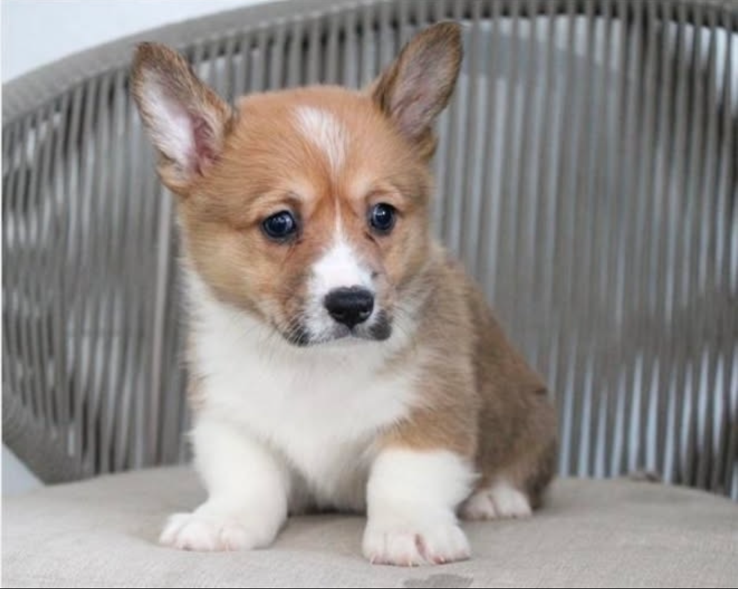 Puppy Therapy in Bergen county, NJ