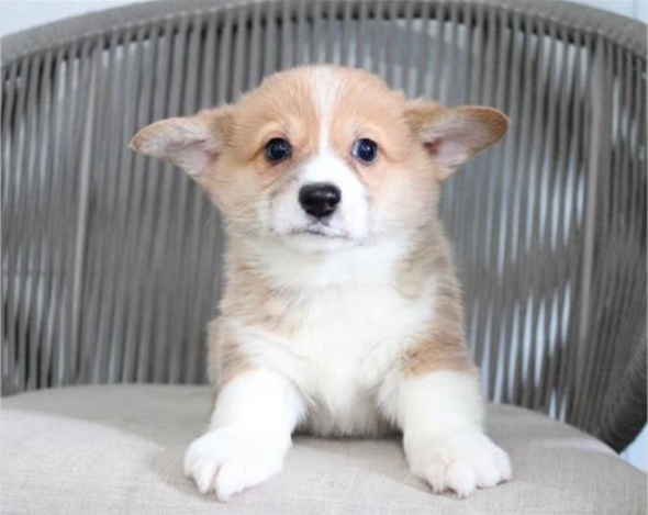 Puppy Therapy in Bergen county, NJ