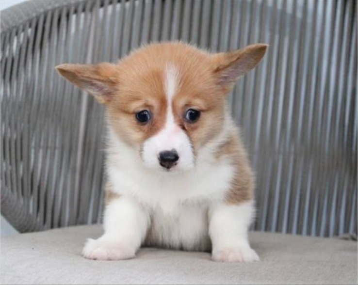 Puppy Therapy in Bergen county, NJ