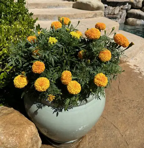  Landscaping Maintenance
