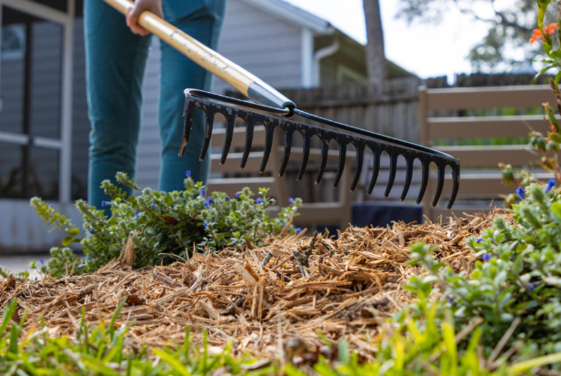 removing weeds before mulching