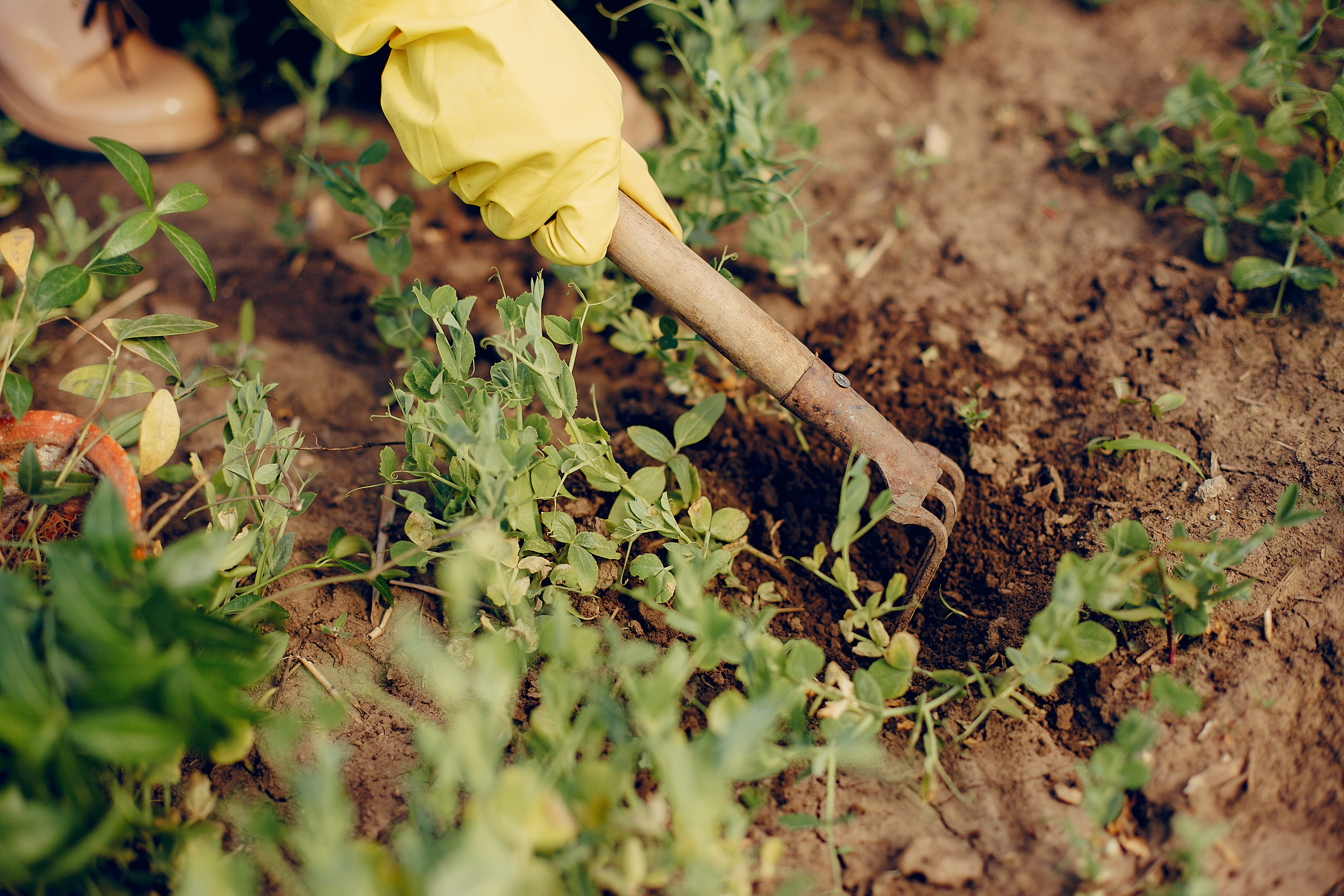 Weed Control Strategies That Actually Work: A Homeowners Guide Weed Control Strategies That Actually Work: A Homeowners Guide