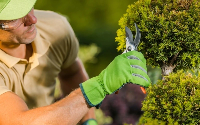 lawn care services lawn care services