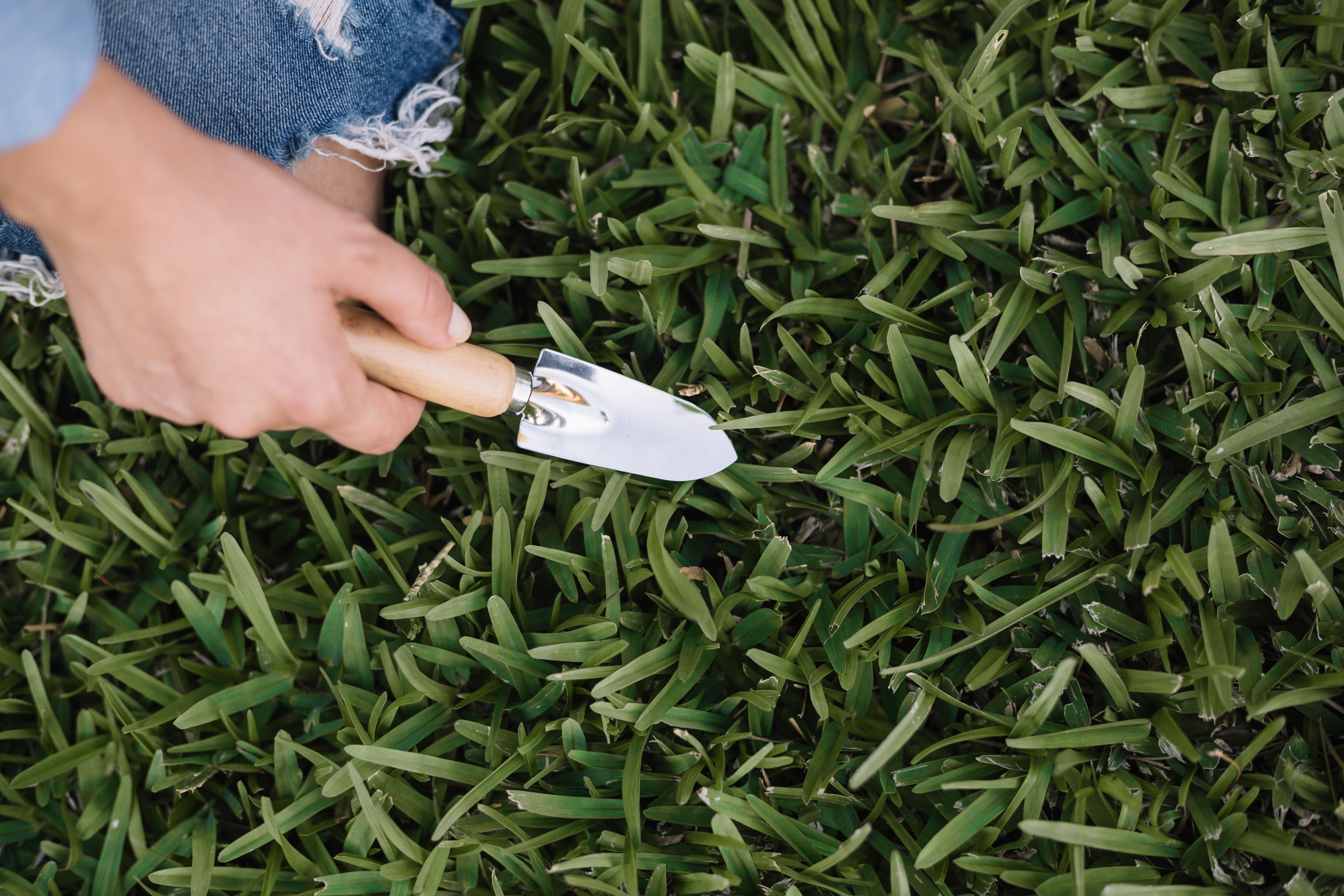 Overseeding vs. Aeration