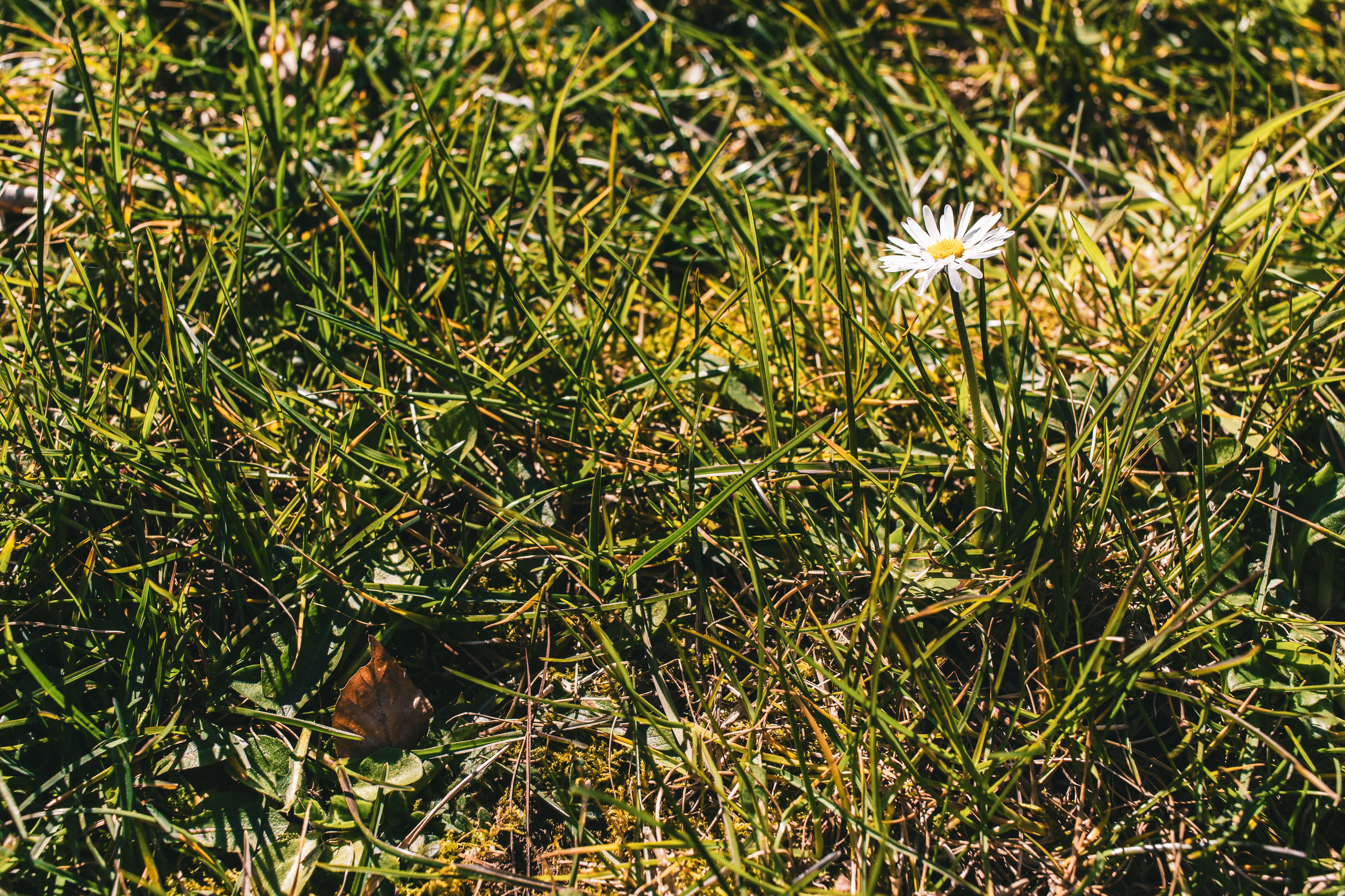 Weed Removal Company