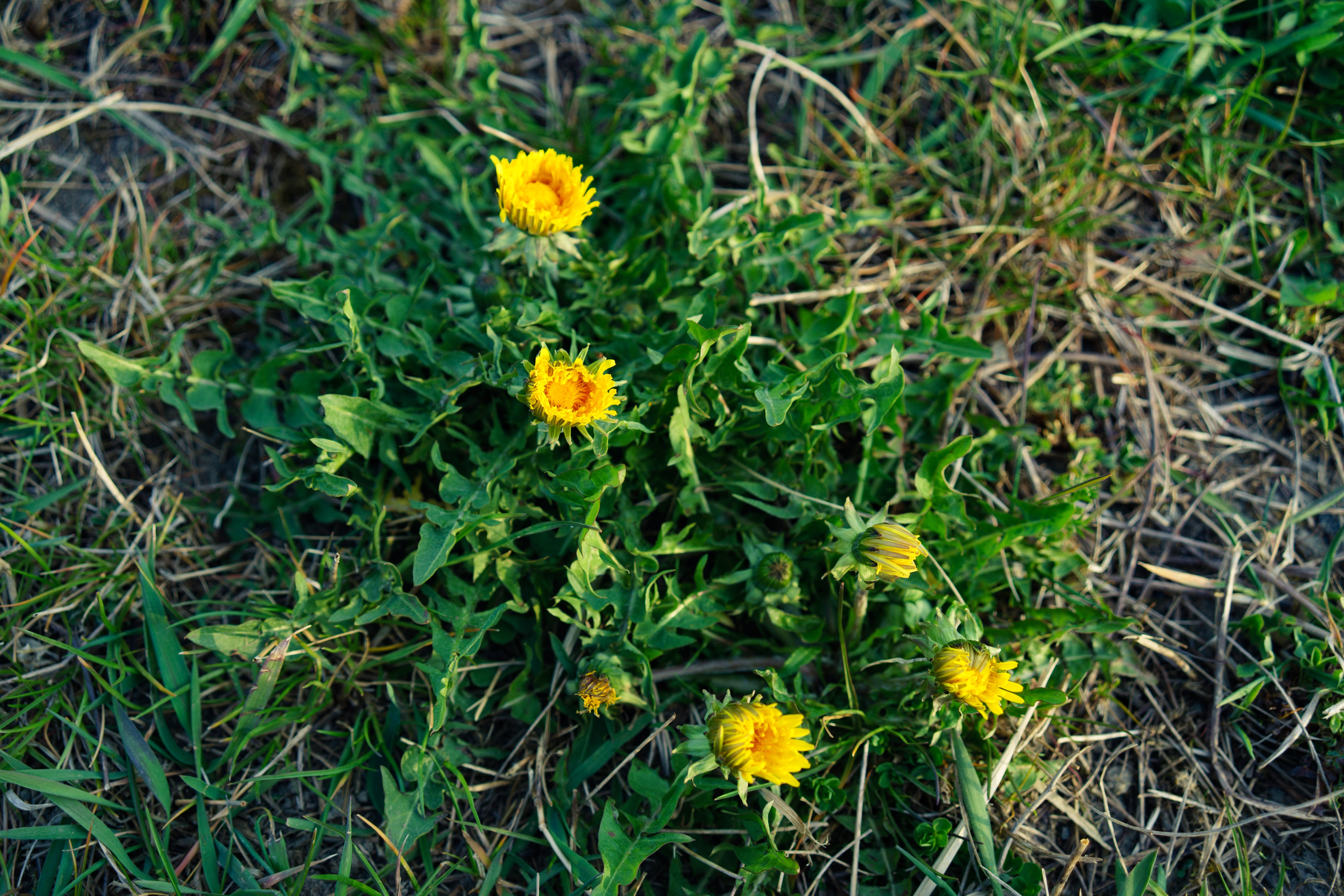 Lawn Weed Control