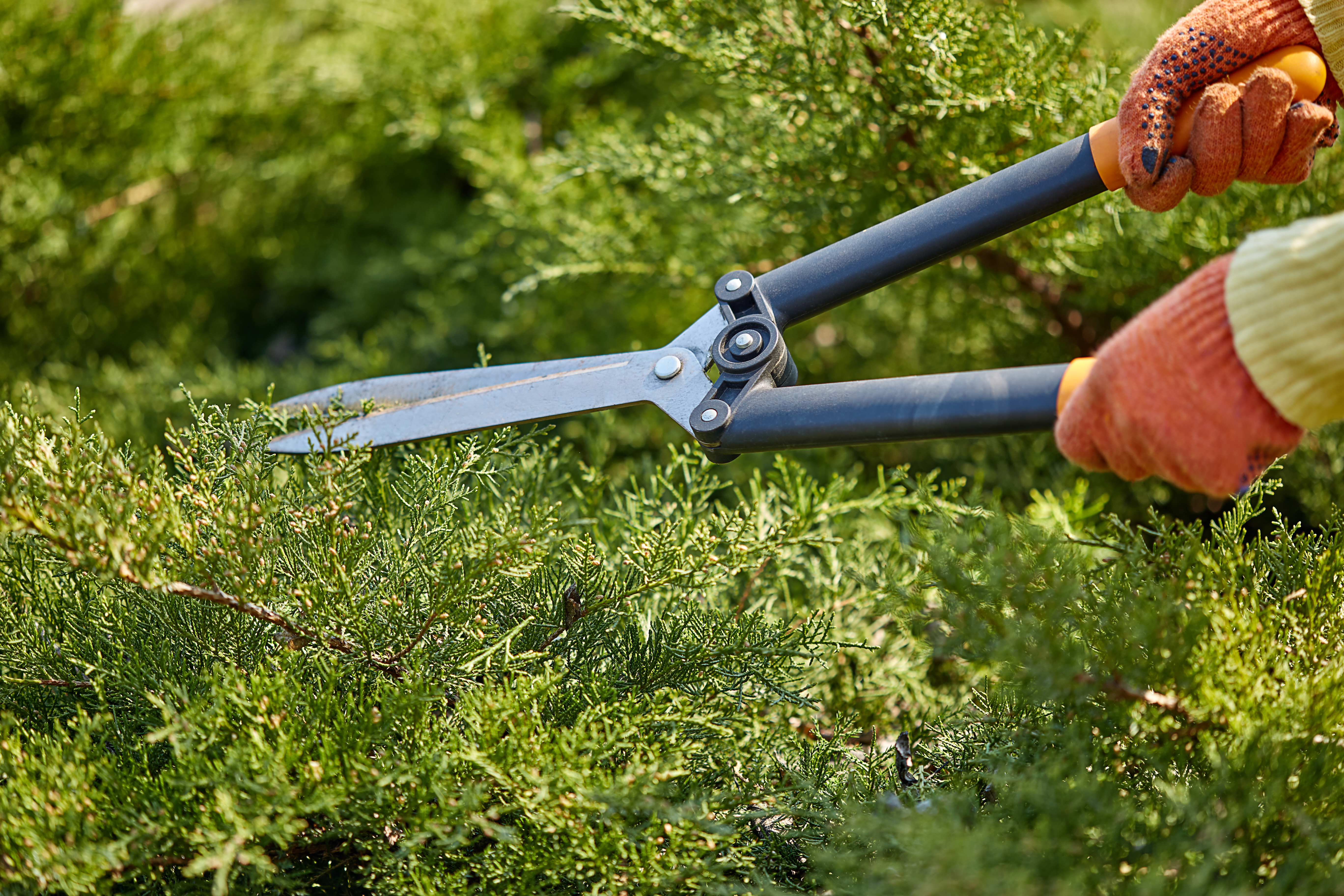 hedge and shrub trimming service Washington County
