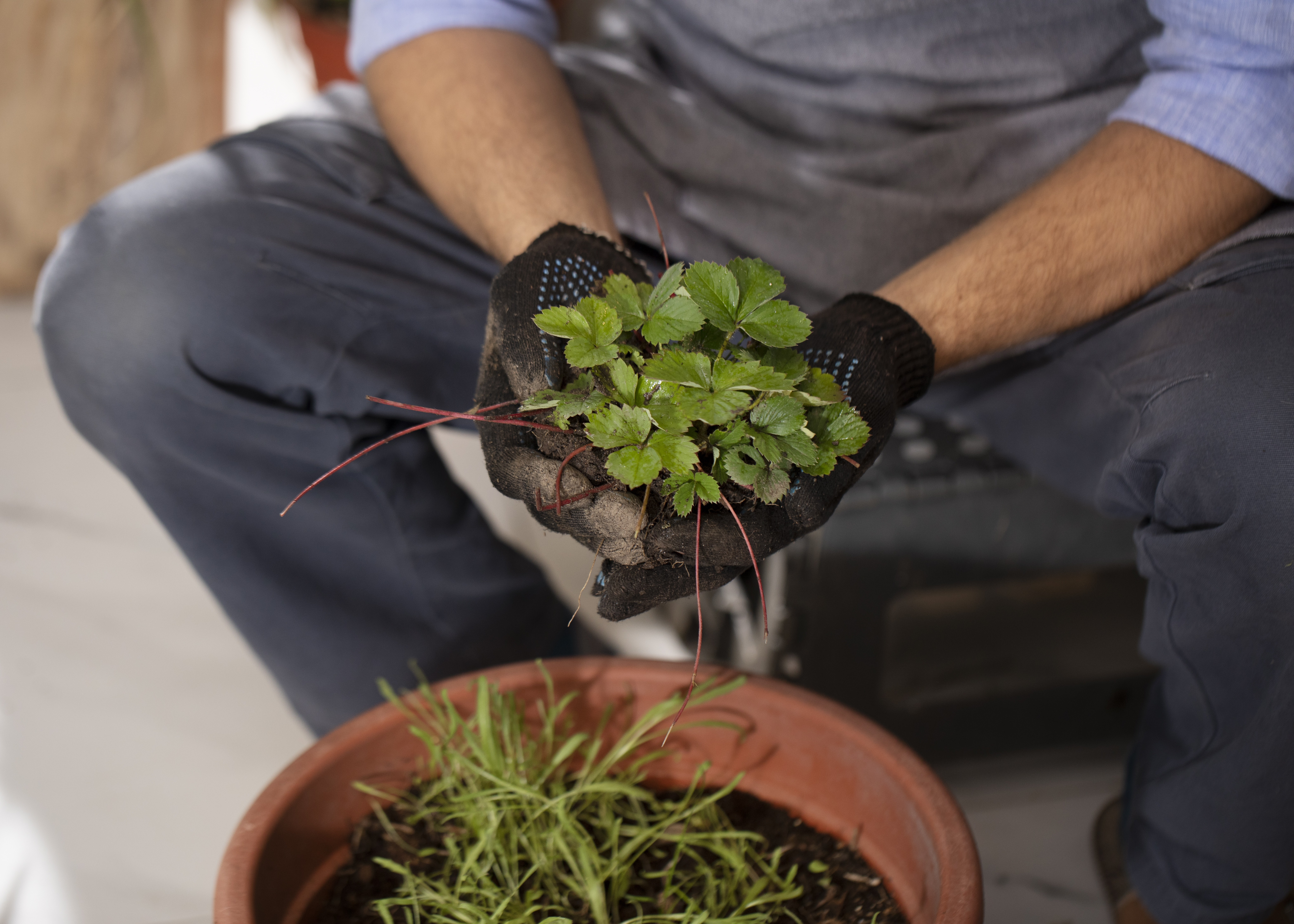 native plant installation