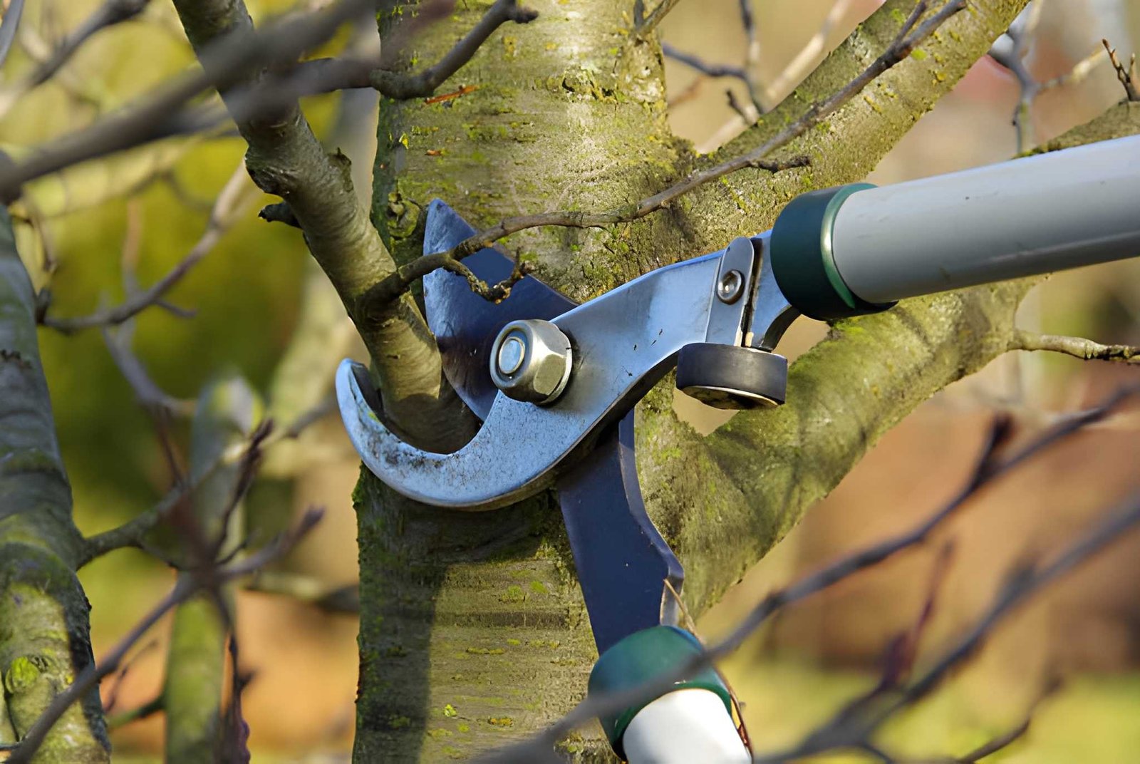 tree pruning service Washington County