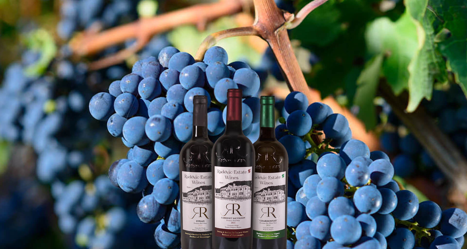 A selection of Radevic wines in front of large bunches of local grapes. A selection of Radevic wines in front of large bunches of local grapes.