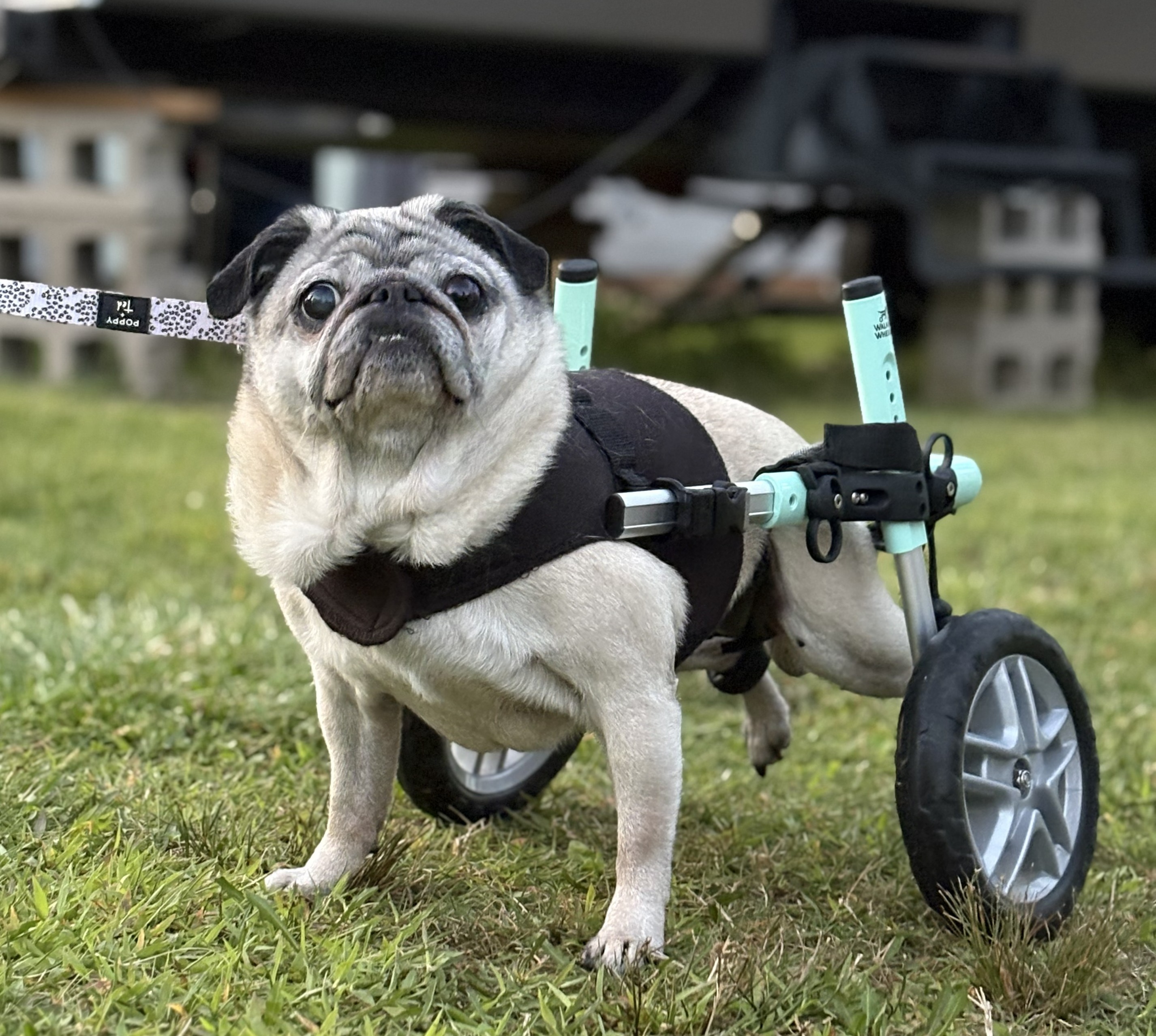 Pug in Wheelchair Pug in Wheelchair