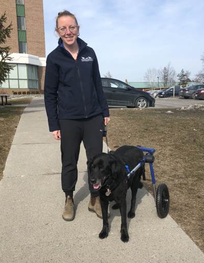 Black lab in wheelchair Black lab in wheelchair
