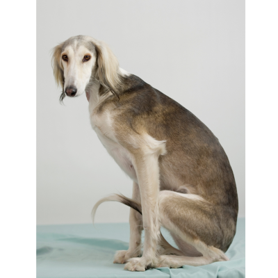 Physical Changes in a dog can indicate pain