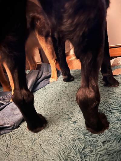 Thickened hocks