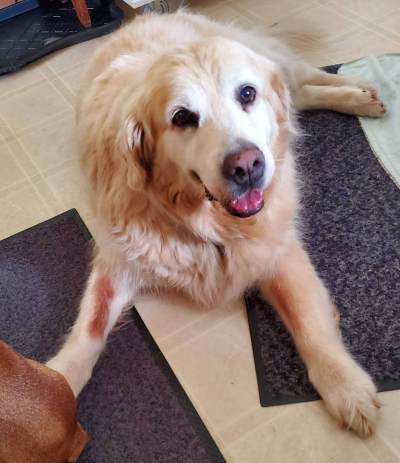 Coat discolouration can be a sign of licking due to pain