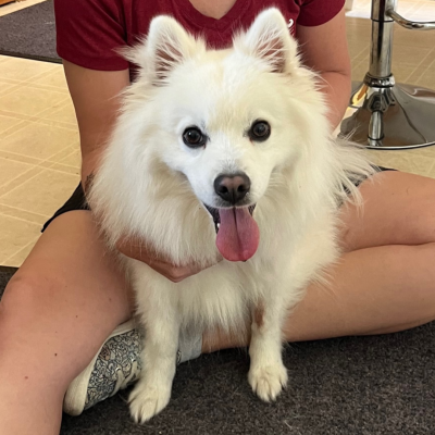 Licking due to pain can cause coat discolouration 