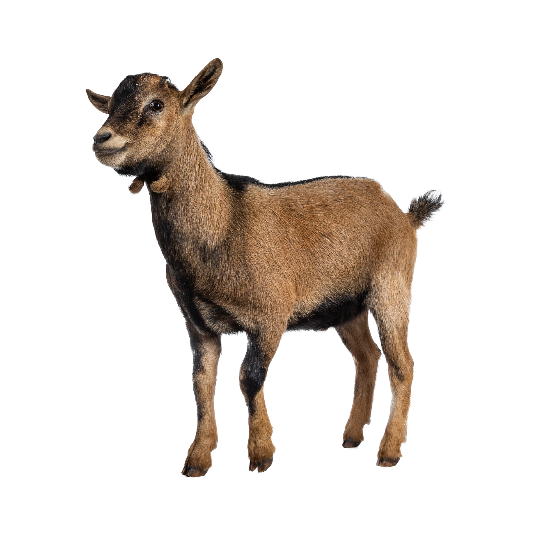 Goat